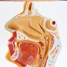 人体鼻腔解剖模型 鼻部医学 鼻子模型 耳鼻喉科模型 人体鼻腔模型