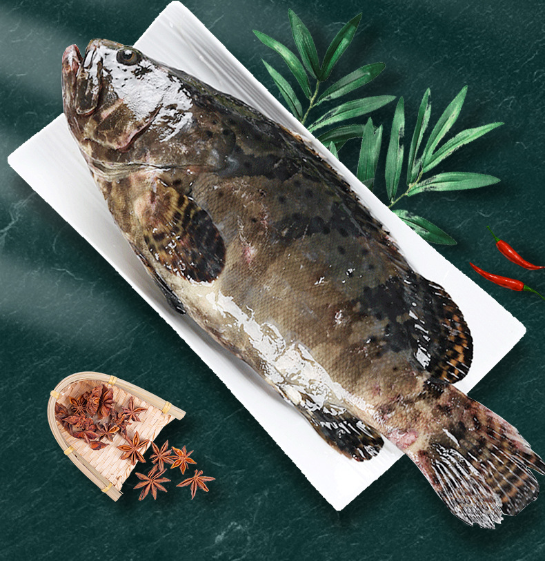 新鲜大龙胆石斑鱼 海鲜水产 鲜海鱼龙趸鱼 大石斑1.5斤