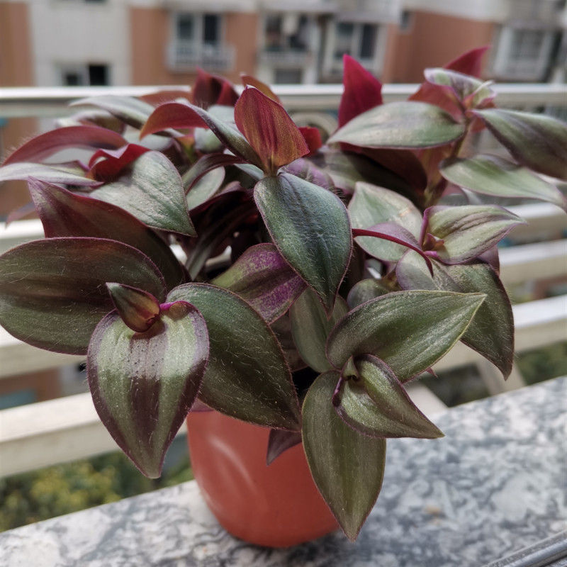 紫叶吊兰紫罗兰