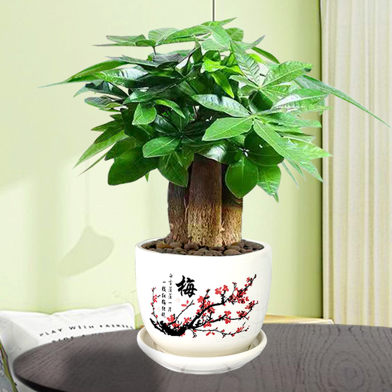 发财树盆栽植物花卉绿植陶瓷花盆办公室内盆栽净化空气好养易养