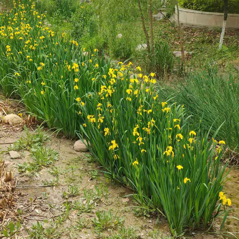 水生植物黄菖蒲长青 水菖蒲黄花鸢尾苗湿地公园生态浮岛水栽地栽