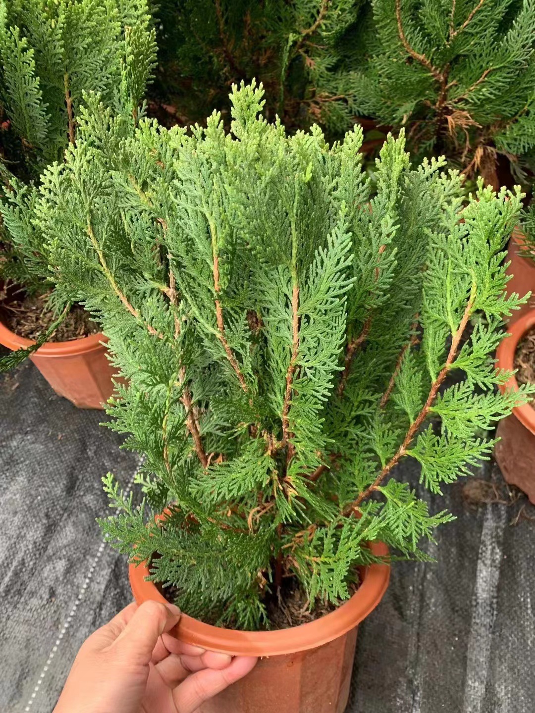 扁柏香柏侧柏 产地直销 批发花卉植物盆栽 客厅绿植 办公室好养活