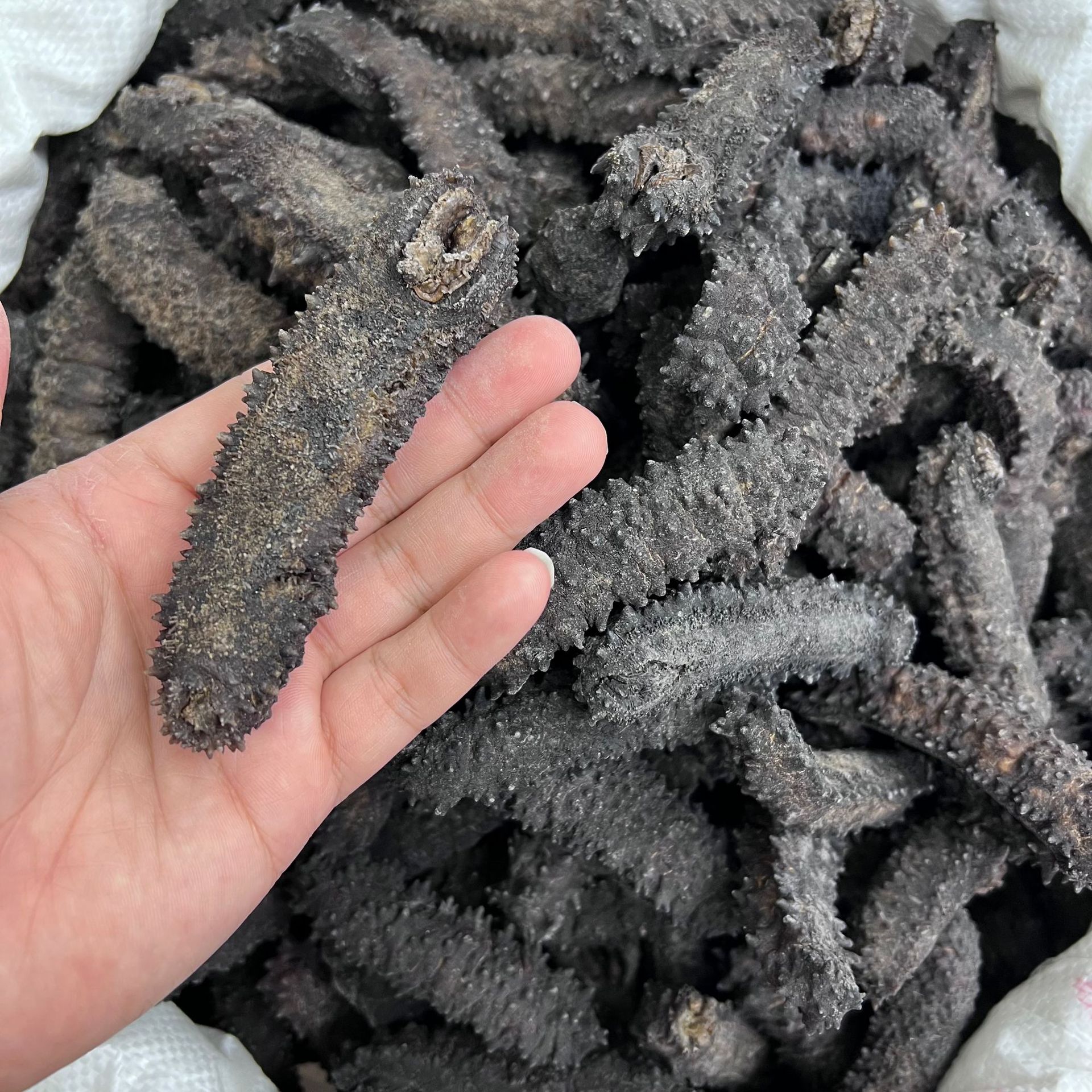 刺皇海参非印尼黑刺王参 送礼佳品刺王参120头500克礼盒装-阿里巴巴