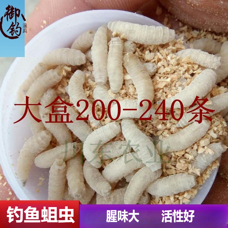 批发钓鱼蛆虫活体鱼饵蛆牙子钓溪石斑马口鲜活公鱼蛆虫活虫包存活