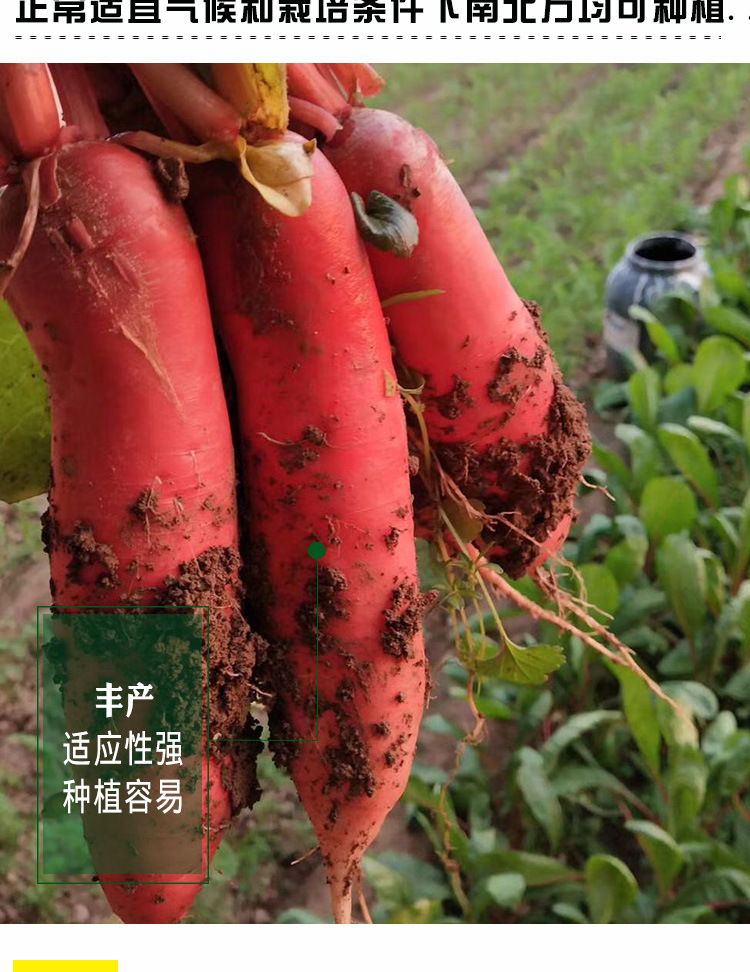 四季红杂交水萝卜种子 农田菜园三系杂交表皮深红白肉萝卜蔬菜籽