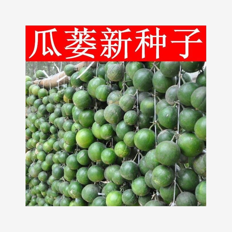 高产瓜蒌种子材野生瓜蒌南瓜吊瓜栝楼春秋四季庭院阳台盆栽播