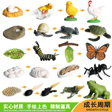 仿真蒙氏教具启蒙认知模型海龟母鸡青蛙蜗牛蝴蝶蜜蜂成长周期玩具