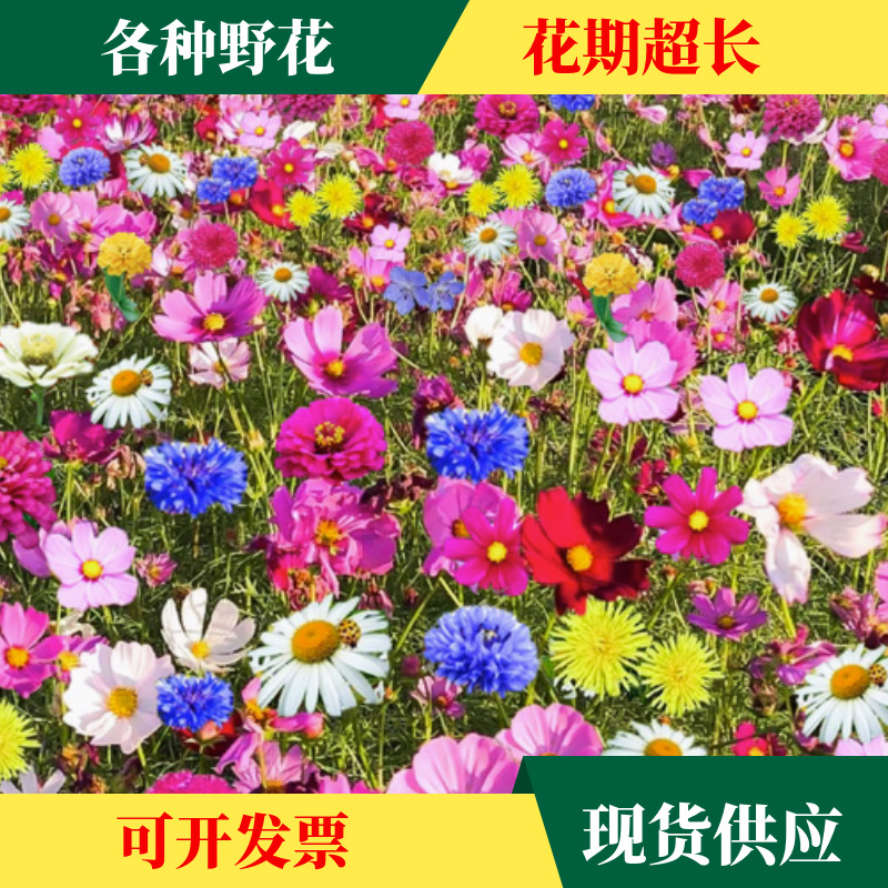 现货批发四季花种子 野花组合种子四季播种子绿化工程花草种子籽