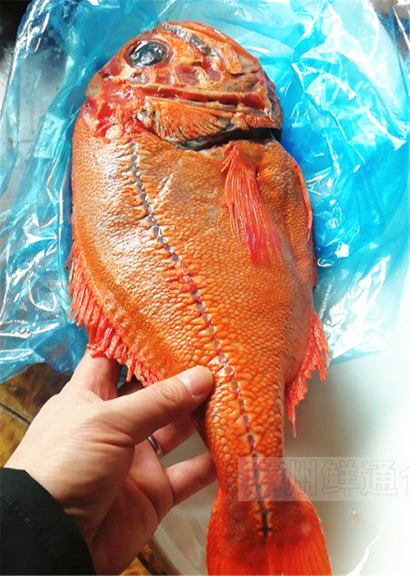 【新西兰长寿鱼】2~2.5斤/条10kg/件 深海橙鲷鱼红鱼香煎铁板海鲜