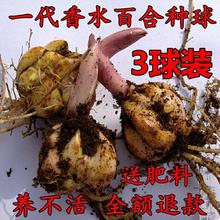 香水百合花种球盆栽花卉室内室外四季好养活植物种子郁金香土水培