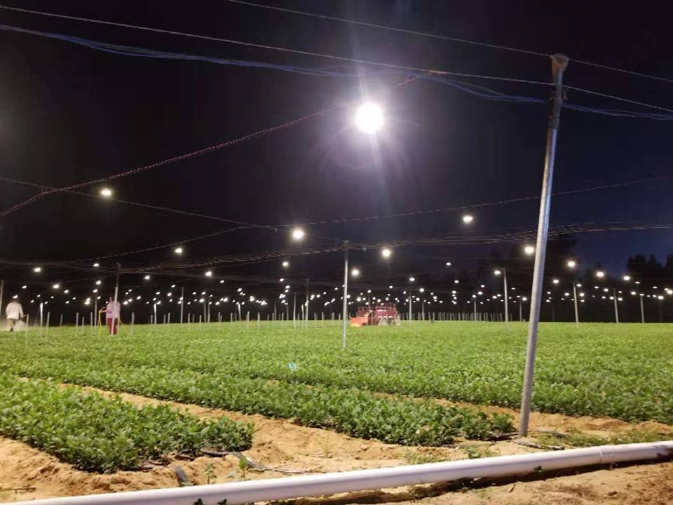 火龙果补光灯植物补光灯全光谱球泡灯植物生长灯led植物灯种植灯