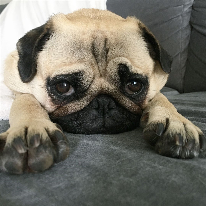 出售精品巴哥犬八哥活体幼犬宠物犬宠物狗疫苗齐全包狗纯种双血统