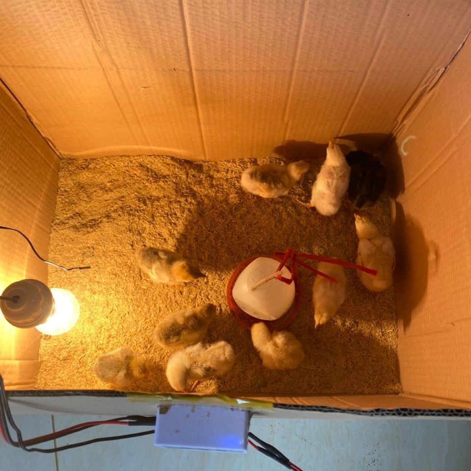 小鸡保温箱自动控温鹌鹑保温箱小鸟宠物育雏保温自动加热育雏设备