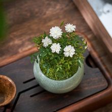 姬月季迷你小盆栽室内花卉绿植阳台四季开花不断微型盆景桌面植物