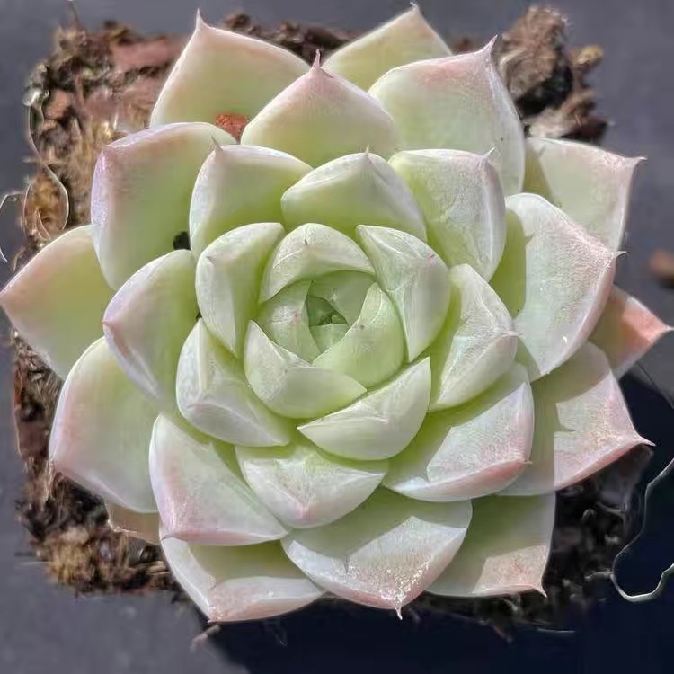 韩系白底白女王 女王玫瑰多肉植物盆栽办公桌室内高档花卉防辐射