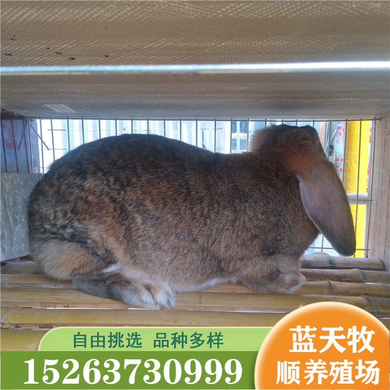 厂家出售公羊兔 比利时种兔 花巨兔一组发货好饲养繁殖率高