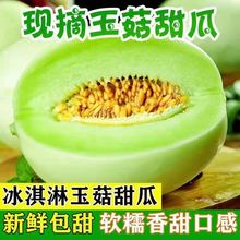 玉菇甜瓜山东新鲜孕妇水果应季头茬现摘软糯香甜蜜瓜脆瓜香瓜批发