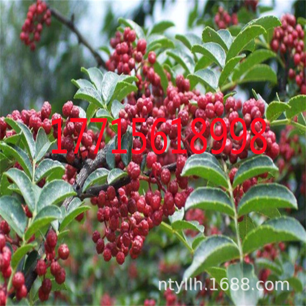 花椒苗四川汉源特麻大红袍金权无刺嫁接花椒苗四季当年结果