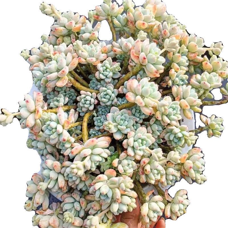 劳尔多肉植物室内呀室内阳台盆栽植物带香味新手好养品质好货