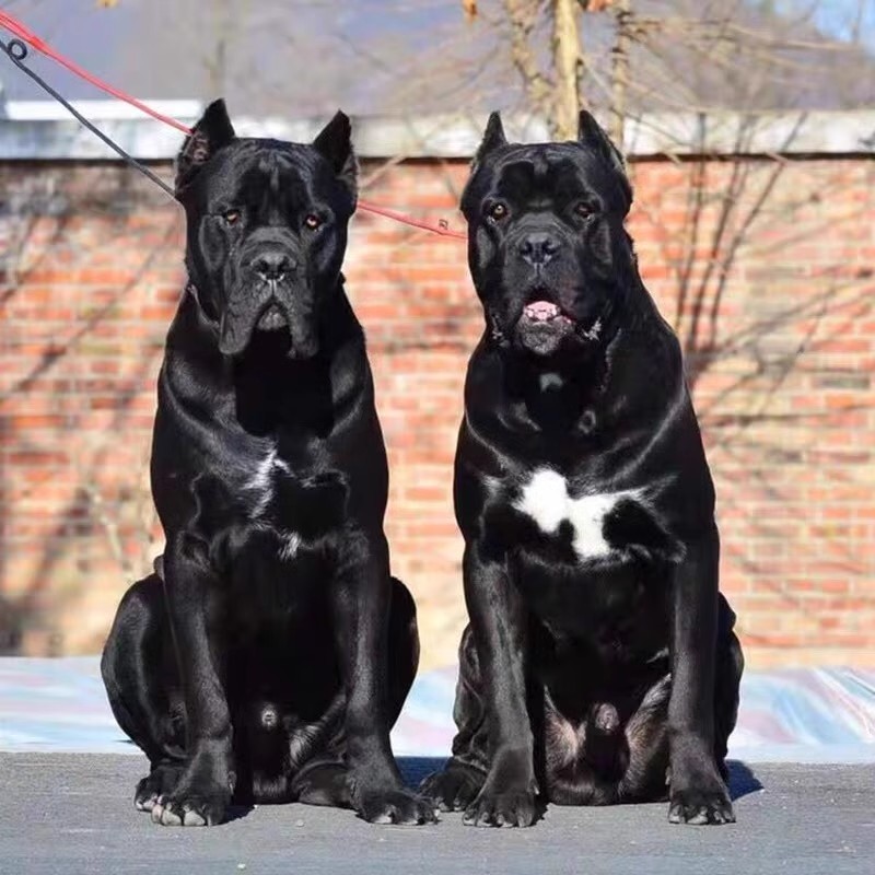 出售纯种卡斯罗幼犬活体大型卡斯罗护卫犬猛犬工作犬双血统卡斯罗