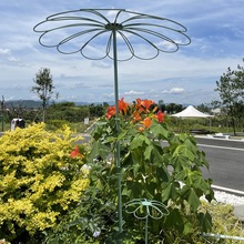 棒棒糖月季花架爬藤架铁艺蓝雪花植物山乌龟攀爬支撑杆支架铁线莲