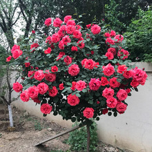 树桩月季树状花树开花月季花棒棒糖树苗花苗室内盆栽庭院花卉嫁接