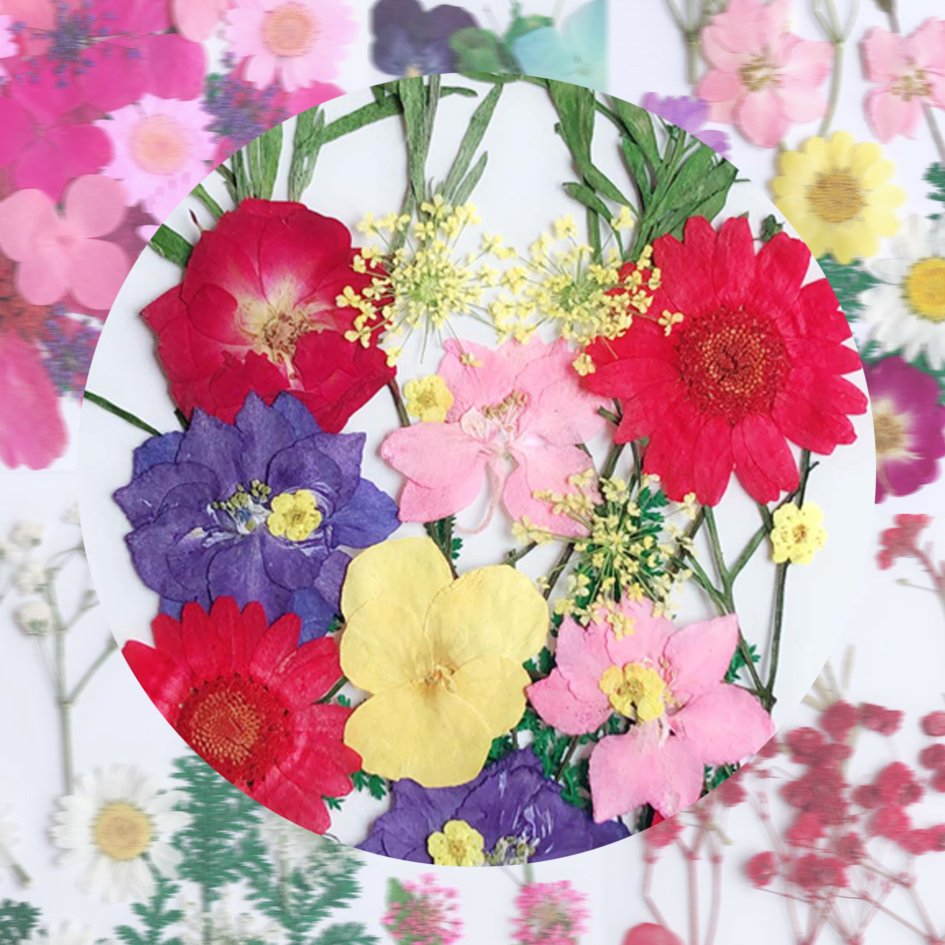 新款混装随机压花diy混合干花材料包押花压花真花植物标本妆容