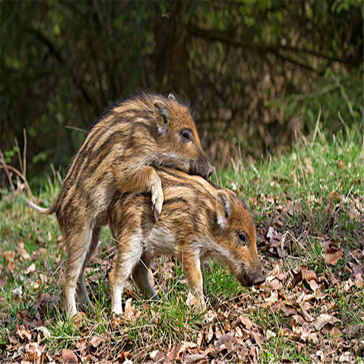 0成交0只纯种野猪幼崽活体特种野猪种猪苗养殖技巧山林放养