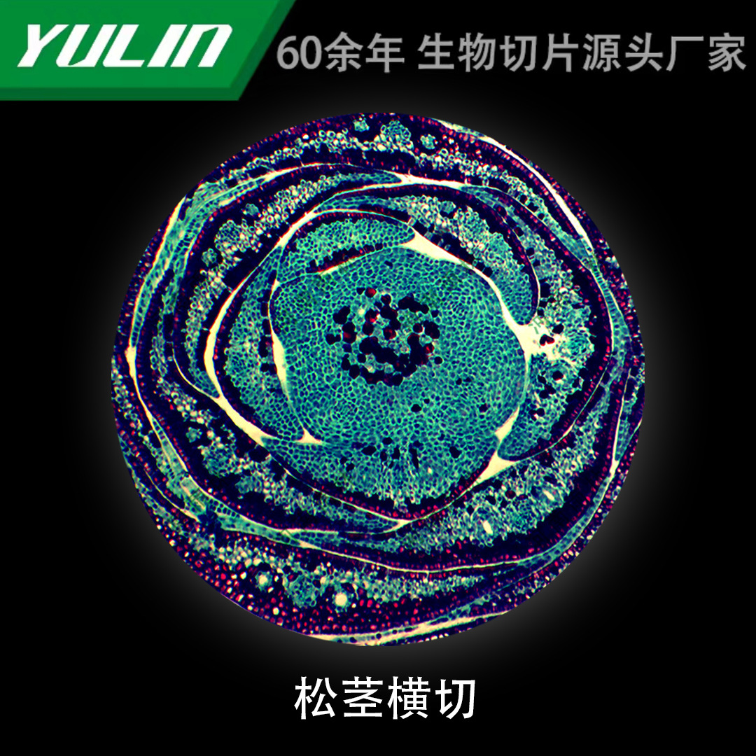 松茎横切微生物标本显微镜生物切片高校教学实验仪器科研玻片