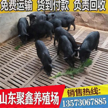 藏香猪苗批发价格 山东长期出售15-20斤的藏香猪苗 供应黑猪苗