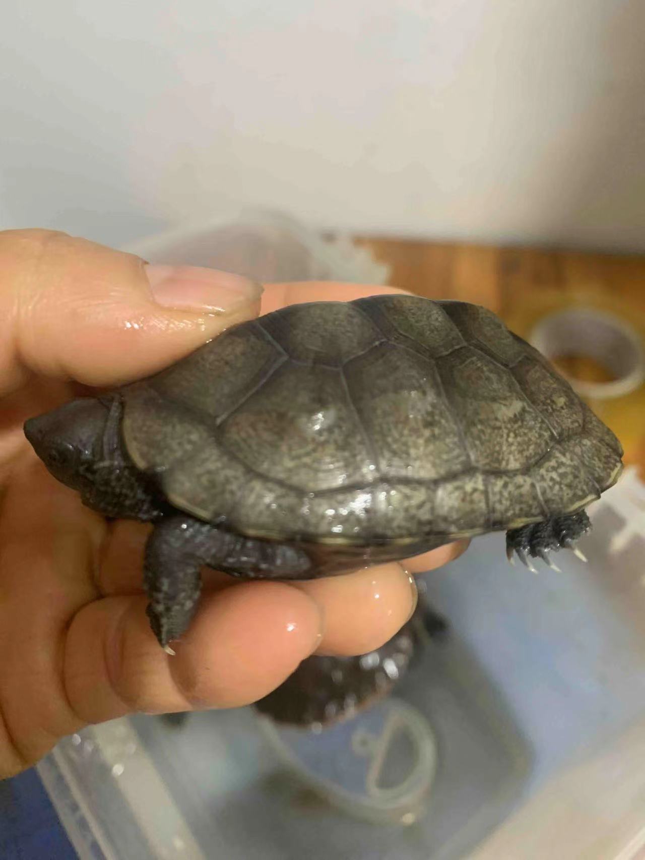 乌龟活体日本石龟杂草龟宠物招财家养小乌龟日石杂花草龟头苗外塘