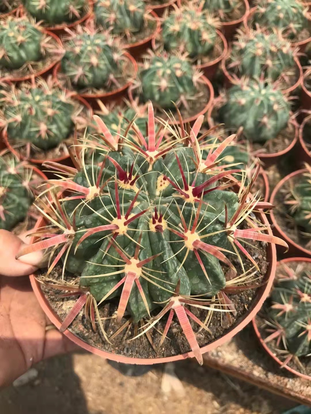 日出仙人球盆栽15盆一件落地植物办公室内开花绿植组合盆栽