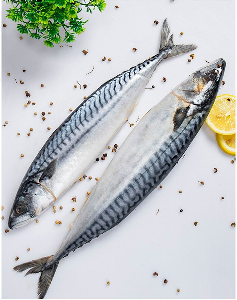 5斤顺丰包邮青占鱼新鲜青花鱼整条冻深海鱼青鱼冷冻日料