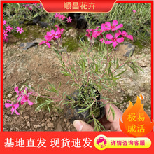 丛生福禄考花苗 芝樱花海绿化景观 多年生地被植物盆栽宿根福禄考