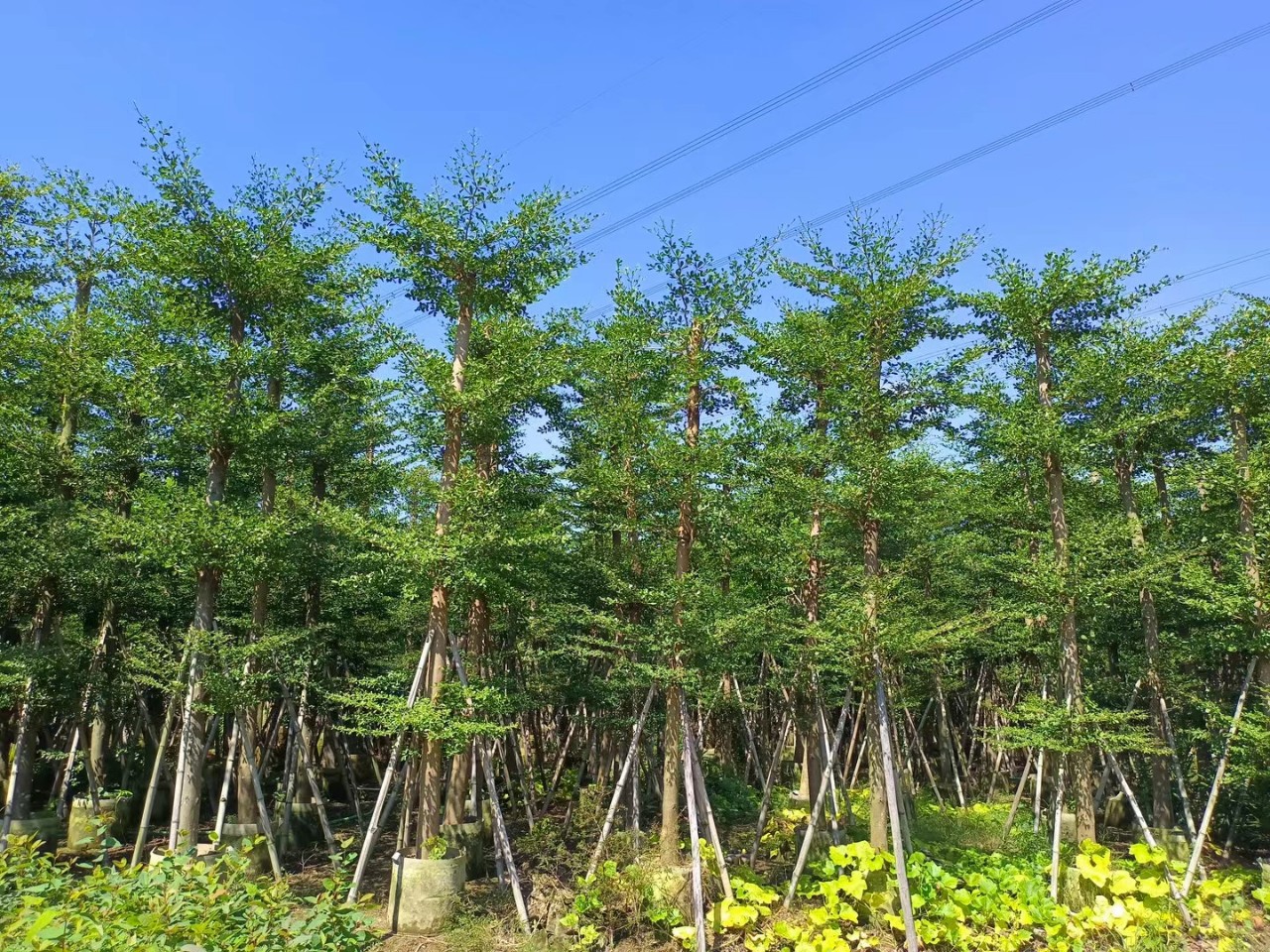 广东揭阳小叶榄仁细叶榄仁绿化工程行道树袋装苗 15-20公分