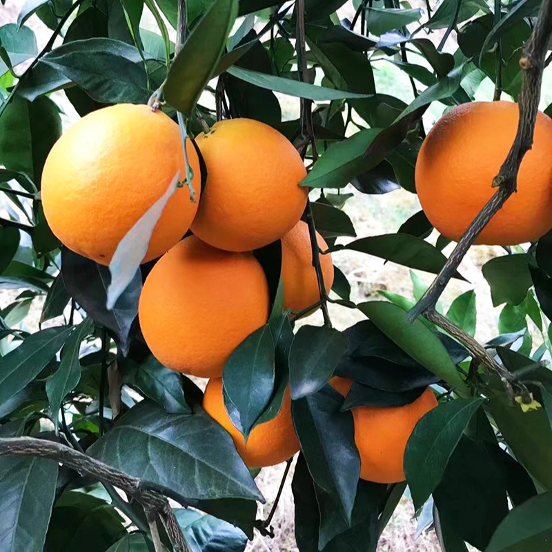 【重庆直发】奉节脐橙当季新鲜水果带箱10斤正宗纽荷尔橙子整箱