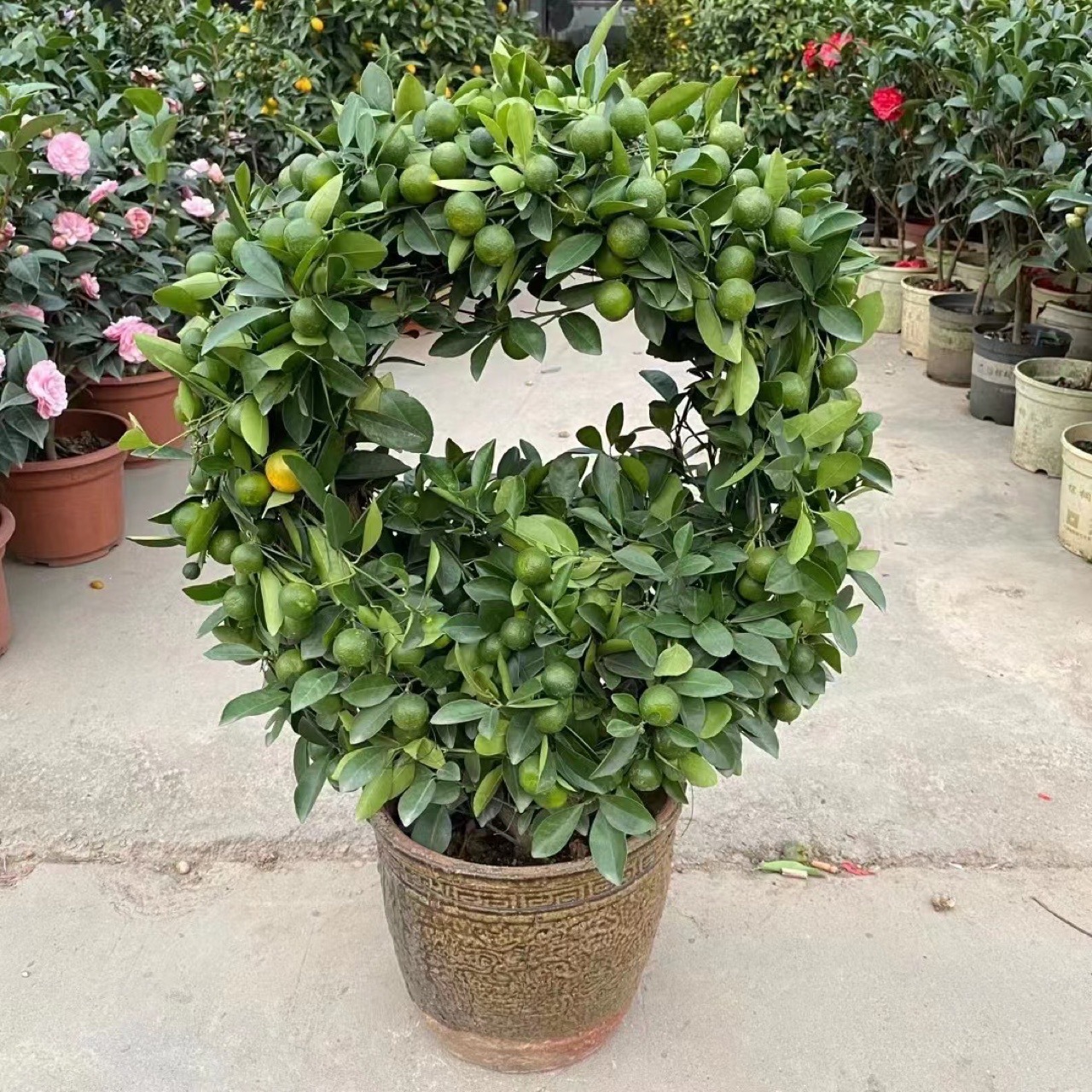 花篮造型四季桔年宵花金桔树盆栽室内客厅植物绿植橘子树招财盆景