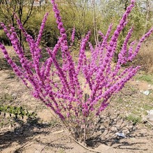 紫荆树苗庭院耐寒室外花卉植物南方北方别墅花园绿化苗木紫荆花苗