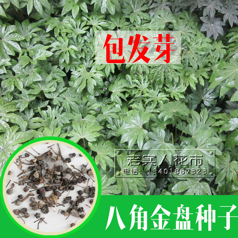 新采八角金盘种子八手种子手树种子金刚纂种子发芽率高包邮
