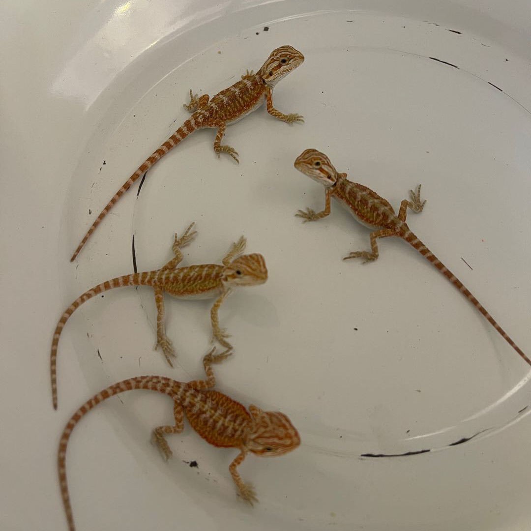 爬行宠物鬃狮蜥幼苗红系zero网红爬宠人气高温顺可爱不咬人入门级