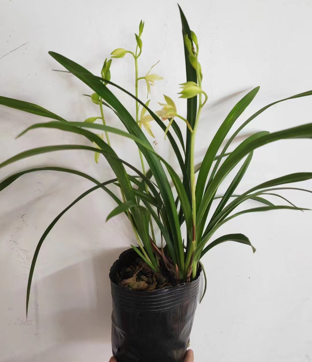 基地直销批发  大荷素荷型建兰四季兰素幽香室内绿植兰花盆栽