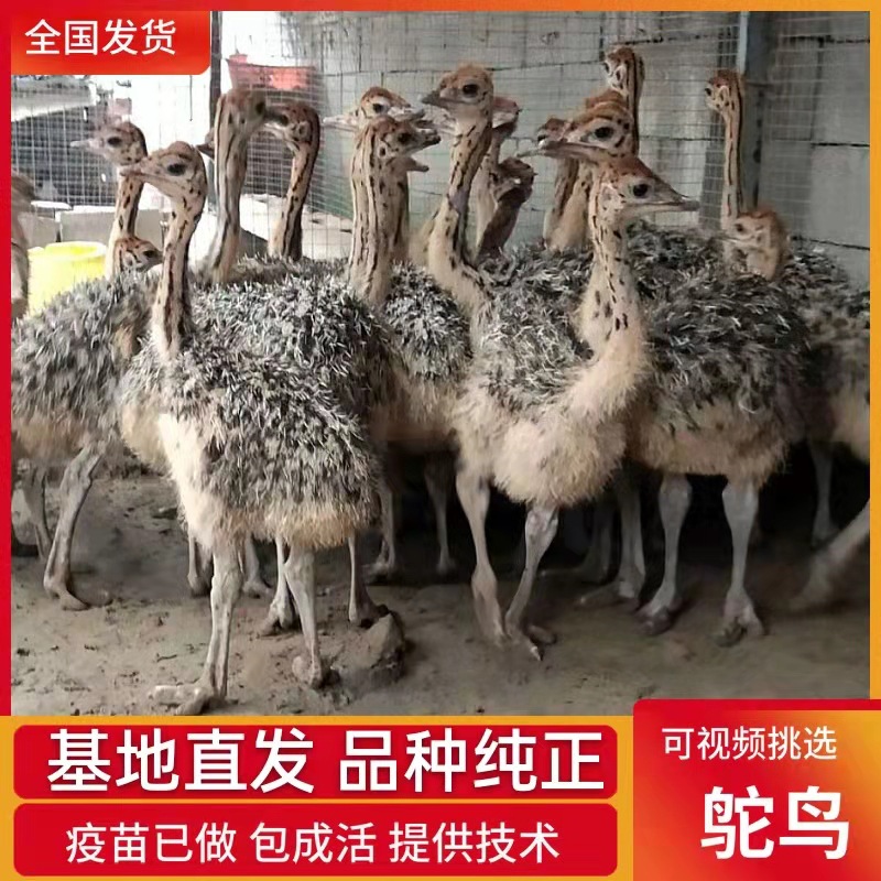 鸵鸟幼苗一对活苗非洲驼鸟小崽脱温活体公母大澳洲活物幼鸸鹋养殖
