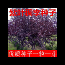 新采林木种子红叶李种子 紫叶李种子 紫叶稠李种子彩叶树种子