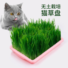 猫草盆跨境外贸猫咪用品猫零食猫薄荷水培猫草种植盒子排毛球玩具