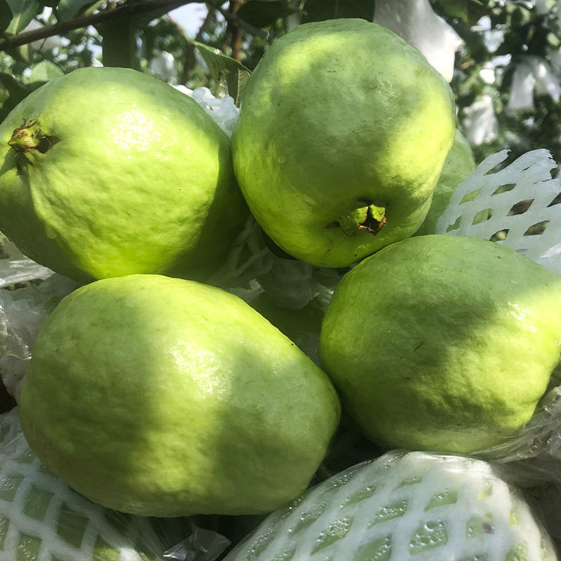 番石榴农家果园采摘白心芭乐一箱新鲜水果1斤2斤5斤当季水果跨境