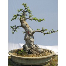 小叶榆树童子功盆景原生榔榆一物一拍老桩榆木疙瘩熟桩矮霸坨坨桩