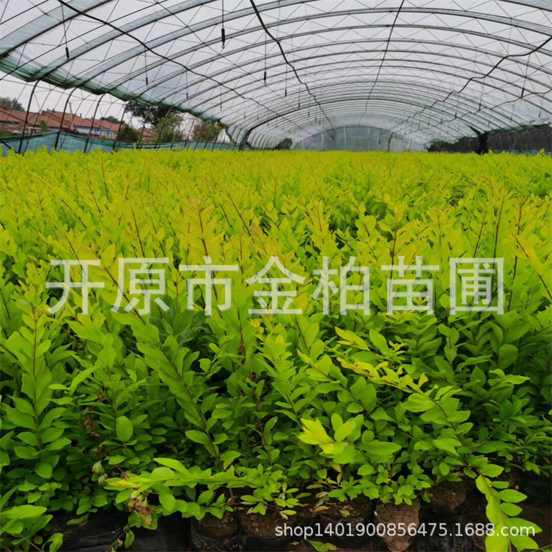 金叶水蜡球绿篱地被灌木丛生水蜡墩金叶水蜡树苗庭院盆栽杯苗小树
