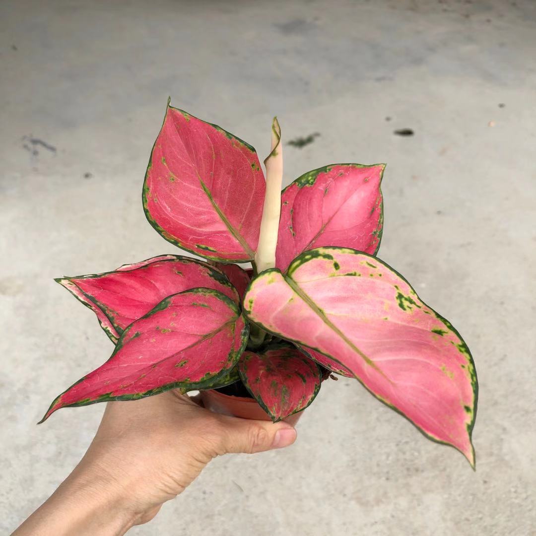 【基地直批】吉利红盆栽室内可水培植物花卉吉祥如意万年青系列