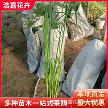 水生水培植物龟水竹盆栽好成活水棕竹鱼缸水池塘 旱伞草风车草苗