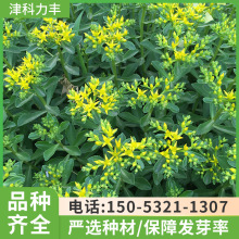 厂家供应地被植物养心菜种子 多年生高钙三七景天 公园绿化工程草